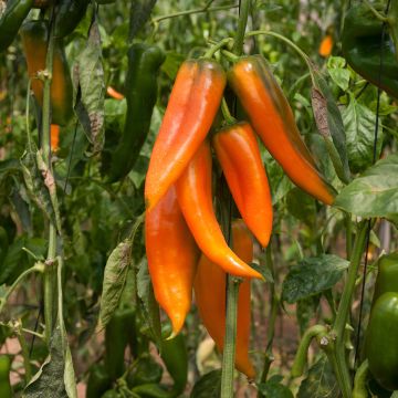 Chilipaprika Tequila Sunrise luomu - Ferme de Sainte Marthe
