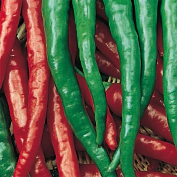 Maustepaprika Long des Landes luomu