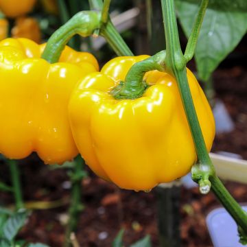 Keltainen maustepaprika Yellow California Wonder