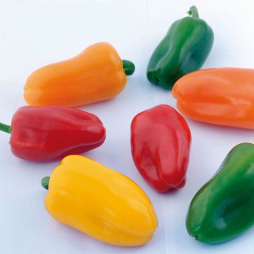 Maustepaprika Snackor F1 taimena
