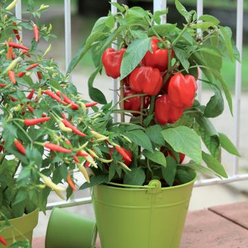Maustepaprika Midinor Red F1 taimena
