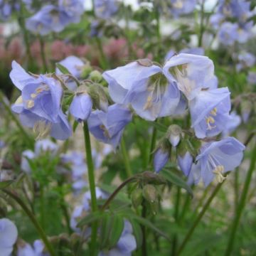 Lehtosinilatva Sonia's Bluebell