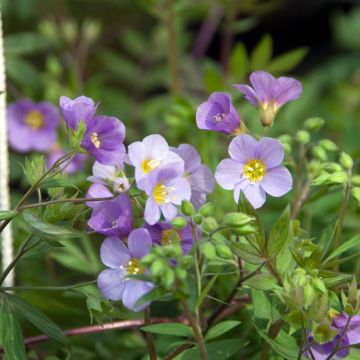 Lehtosinilatva Lambrook Mauve