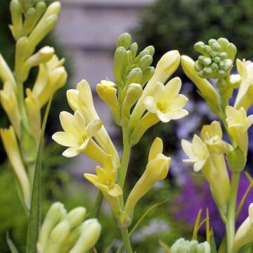 Tuberosa Yellow Baby