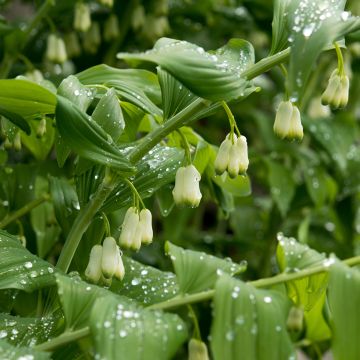 Kalliokielo - Polygonatum commutatum