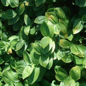 Kalliokielo - Polygonatum humile