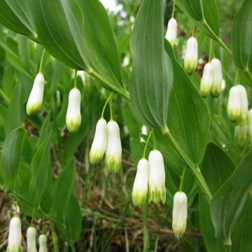 Kalliokielo - Polygonatum odoratum