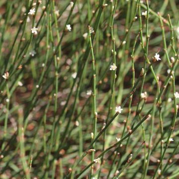 Pihatattare - Polygonum scoparium