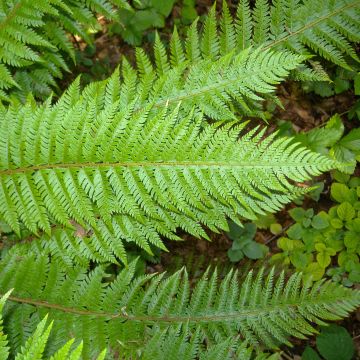 Piikkihärkylä - Polystichum aculeatum