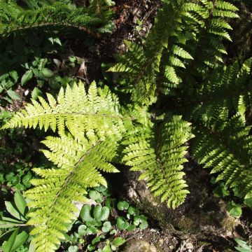 Varjohärkylä - Polystichum braunii