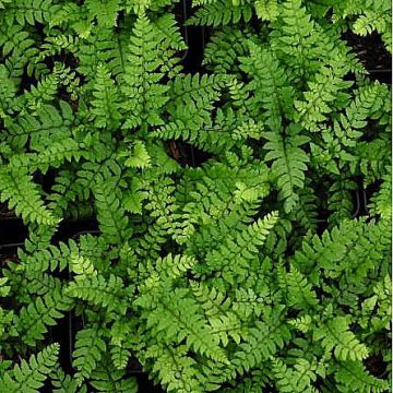 Härkylä - Polystichum makinoi