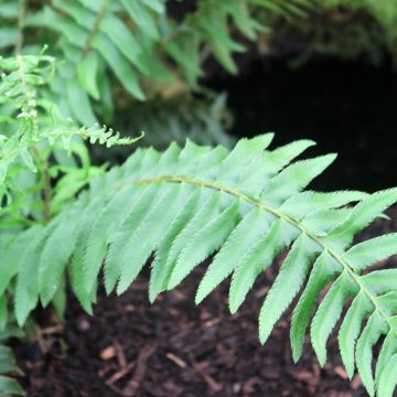 Härkylä - Polystichum munitum