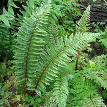 Härkylä - Polystichum neolobatum