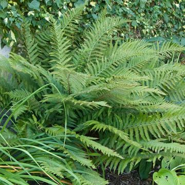 Härkylä - Polystichum polyblepharum