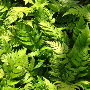 Härkylä - Polystichum rigens
