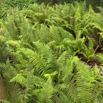 Kilpihärkylä - Polystichum setiferum