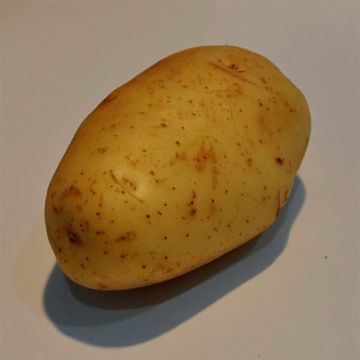 Peruna Apollo