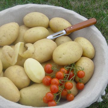 Peruna Bintje