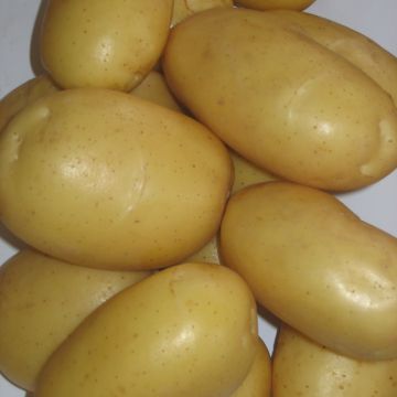Peruna Blanche luomu