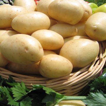 Peruna Caesar