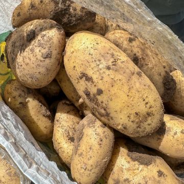Peruna Spunta