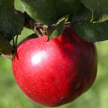 Koristeomenapuu Red Leaf