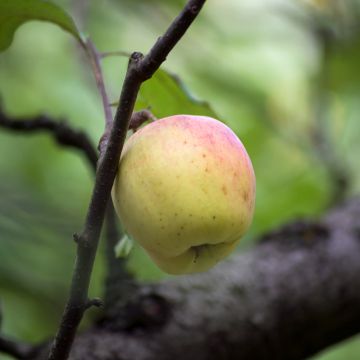 Tarhaomenapuu Bon père