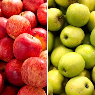 Tarhaomenapuu Gala, Golden Delicious