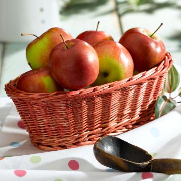 Tarhaomenapuu Pomme des Moissons Delprivale - Delbard