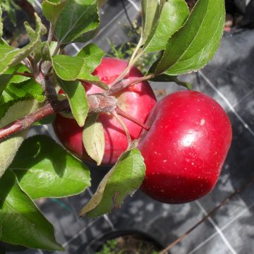 Tarhaomenapuu Red Love