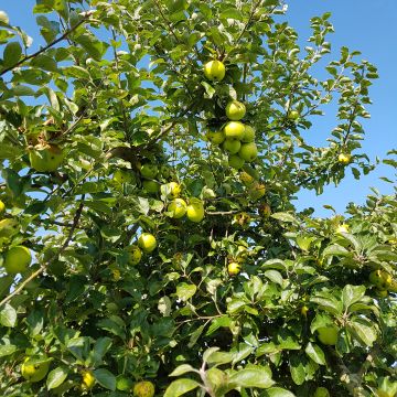 Tarhaomenapuu Reinette Blanche du Canada