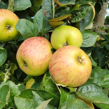 Tarhaomenapuu Reinette de France