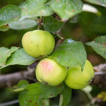 Tarhaomenapuu Reinette d'Anjou luomu