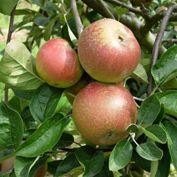 Tarhaomenapuu Reinette d'Armorique