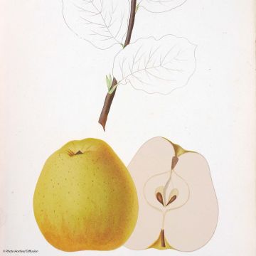 Tarhaomenapuu Reinette de Brive luomu