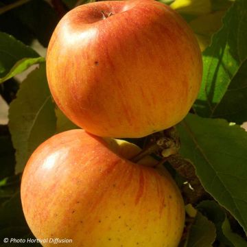 Tarhaomenapuu Reinette de Caux