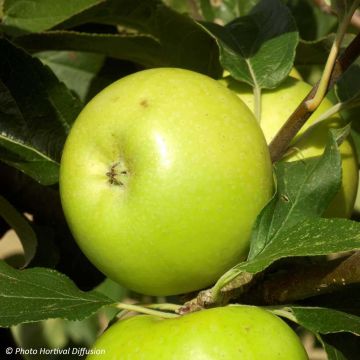Tarhaomenapuu Reinette du Mans