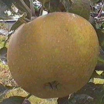 Tarhaomenapuu Reinette grise du Canada luomu