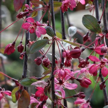 Koristeomenapuu Royal Beauty