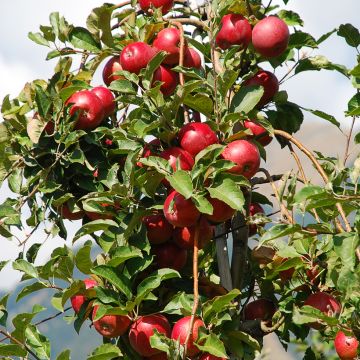 Tarhaomenapuu Fruit Me Apple Me Red Gala