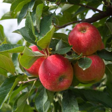 Tarhaomenapuu Fruit Me Apple Me Elstar