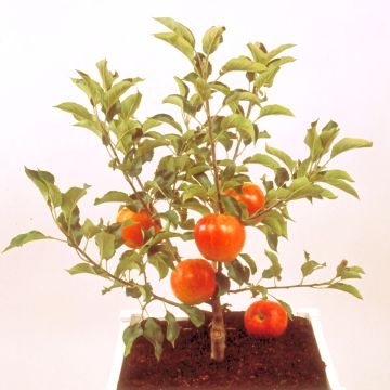 Tarhaomenapuu Garden Sun Red