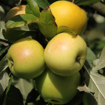 Tarhaomenapuu Fruit Me Apple Me Yellow Golden itsepölytteinen