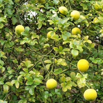 Kiinansormisitrus - Poncirus trifoliata