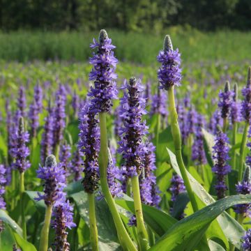 Herttasoikko - Pontederia cordata