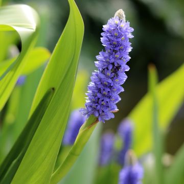 Soiko - Pontederia lanceolata