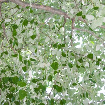 Hopeapoppeli - Populus alba