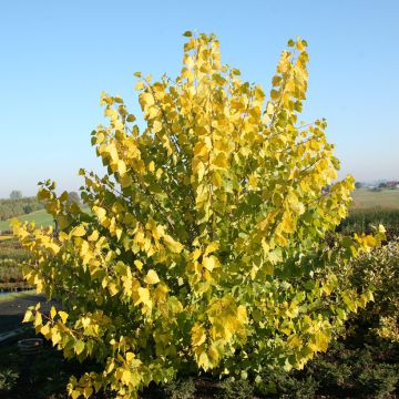 Kanadanpoppeli Serotina Aurea