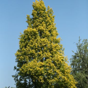 Mustapoppeli Lombardy Gold