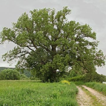 Mustapoppeli - Populus nigra